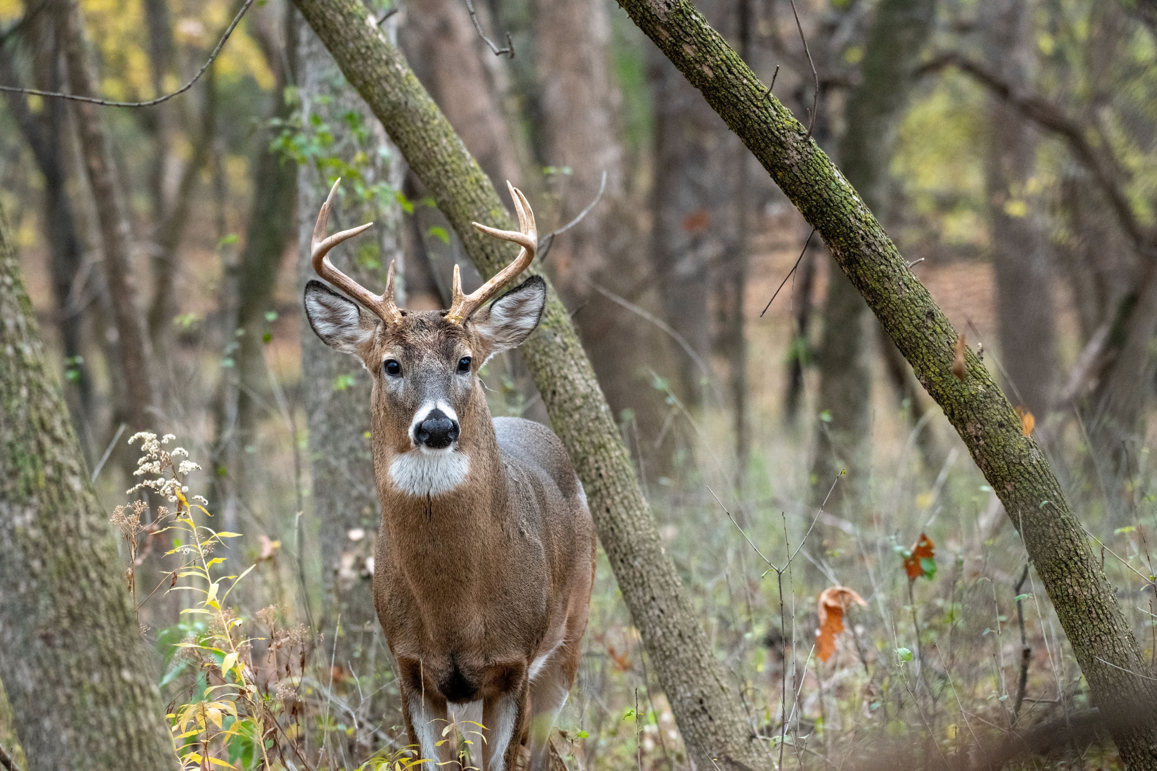 Whitetail buck standing in the East Texas woods